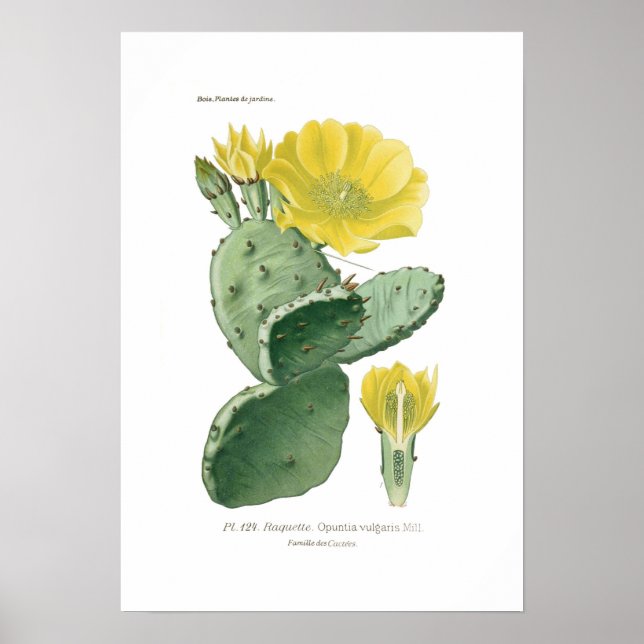 Opuntia vulgaris poster (Front)