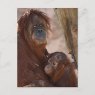 Orang Mom and Child Postcard