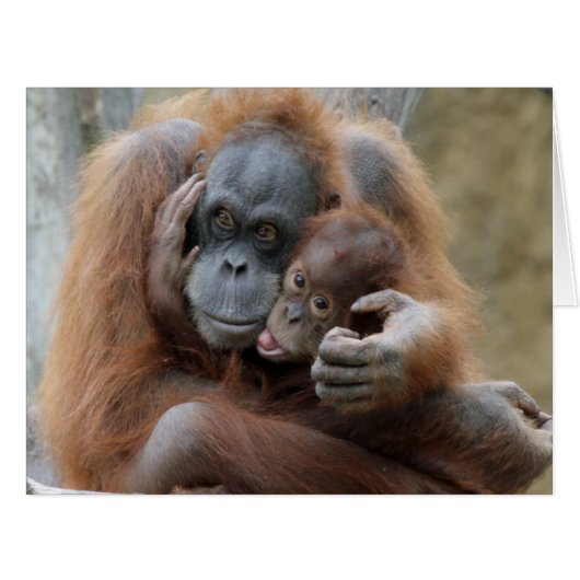 Orang Utan 001 Cards (Front Horizontal)