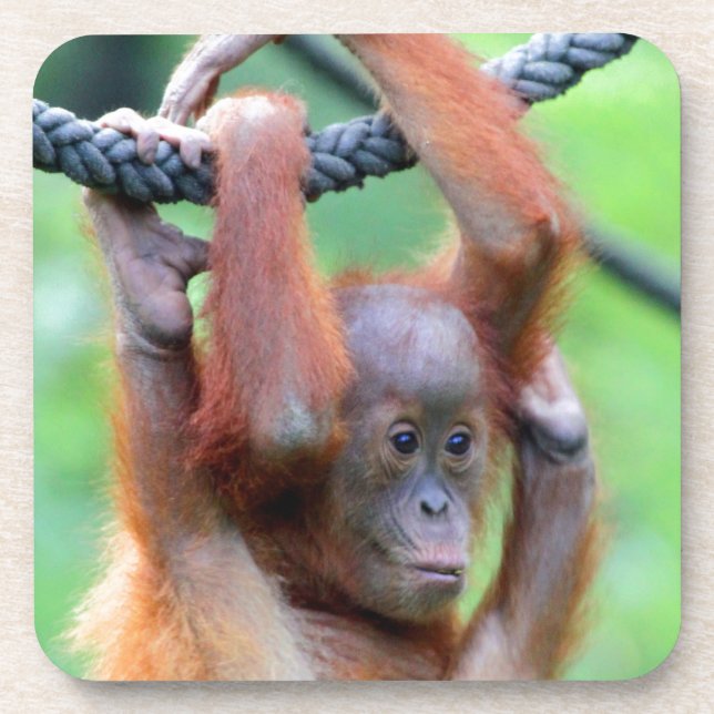 Orang Utan 029 Drink Coaster (Front)