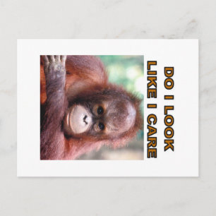 orangatang postcard