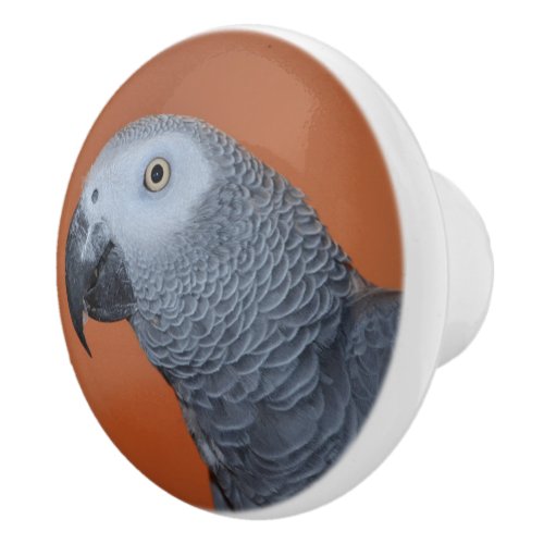 Orange African Grey Parrot Dresser Knob