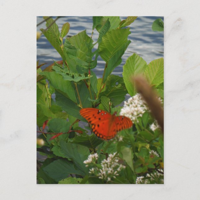 Orange and Black Butterfly at the Lake Postcard (Front)