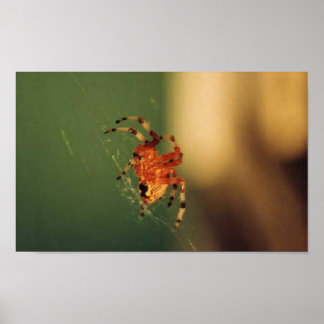 Orange and Black Spider Poster