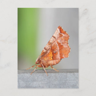 Orange and Brown Moth. Postcard