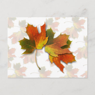 Orange And Golden  Autumn Leaves Postcard