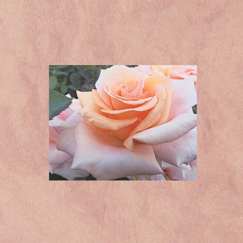 Orange and Pink Rose Floral Metal Print