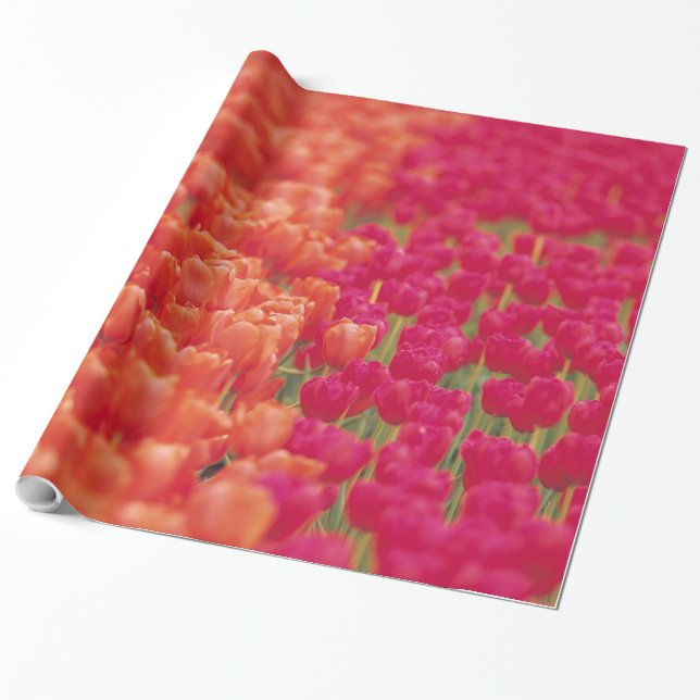 Orange and Pink Tulips Wrapping Paper (Unrolled)