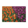 Orange and purple tulips beauty     doormat