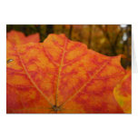 Orange and Red Maple Leaf Abstract Autumn Nature