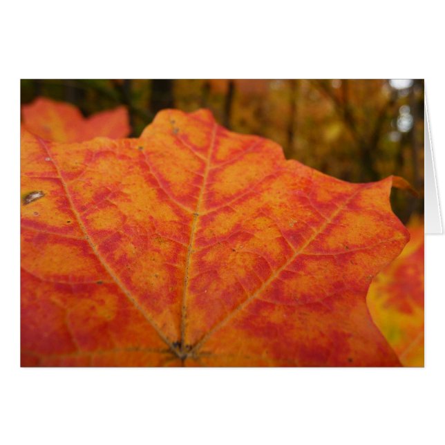 Orange and Red Maple Leaf Abstract Autumn Nature Cards (Front Horizontal)