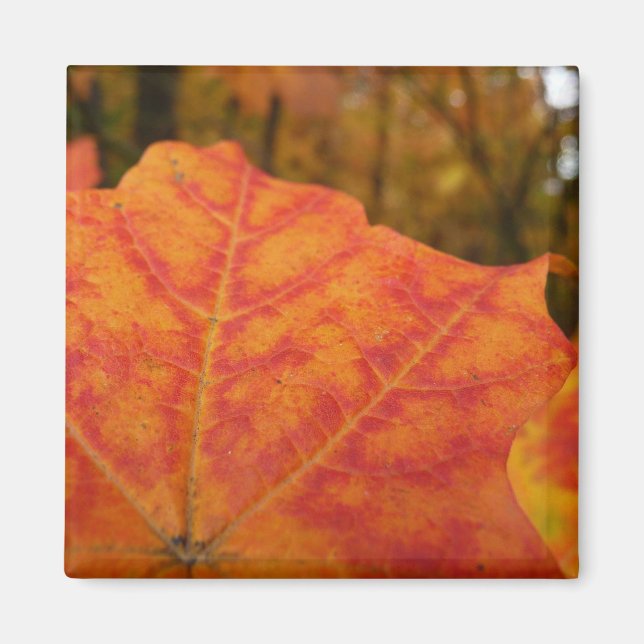 Orange and Red Maple Leaf Abstract Autumn Nature Magnet (Front)