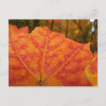 Orange and Red Maple Leaf Abstract Autumn Nature Postcard