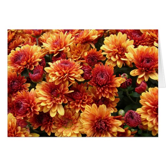 Orange and Red Mums Cards (Front Horizontal)
