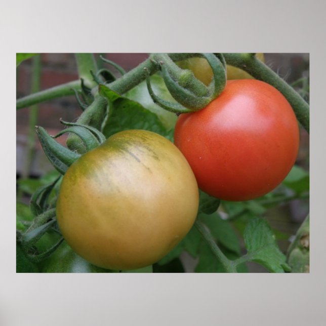 Orange and Red Tomatoes Print (Front)