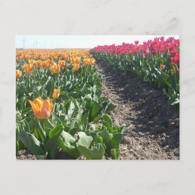 Orange and Red Tulips Field DIY Postcard (Front)