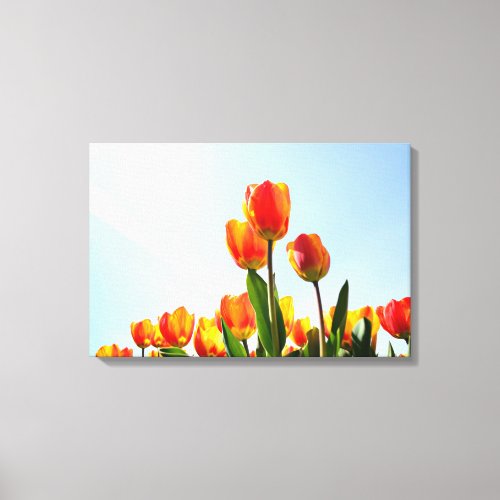 Orange and red tulips from below canvas print