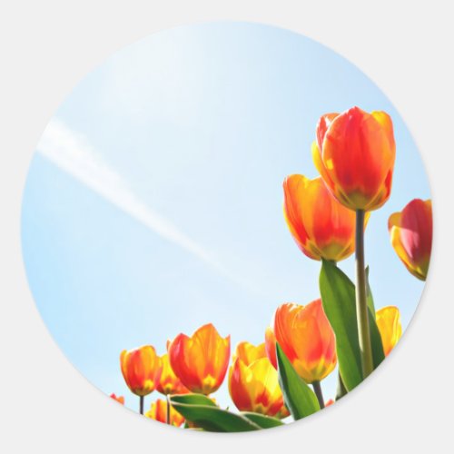 Orange and red tulips from below classic round sticker