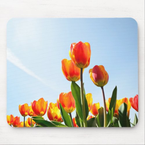 Orange and red tulips from below mouse pad