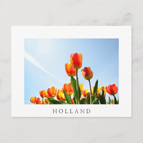 Orange and red tulips from below postcard