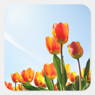 Orange and red tulips from below square sticker