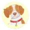 Orange and White Brittany