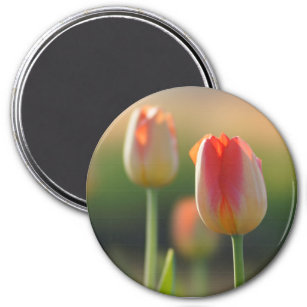 Orange and white mixed tulips  magnet