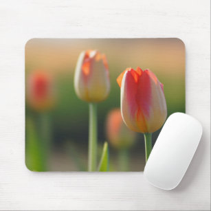Orange and white mixed tulips  mouse pad