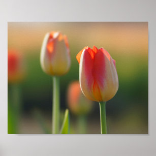 Orange and white mixed tulips  poster