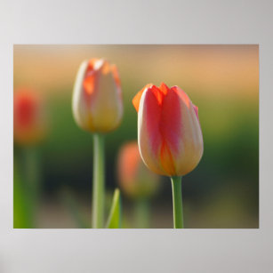 Orange and white mixed tulips  poster
