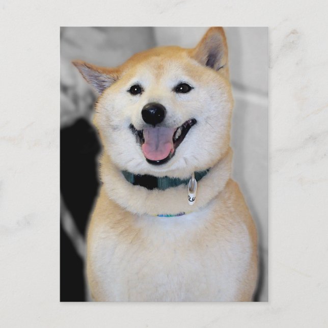 Orange and White Shiba Inu Dog Breed Postcards (Front)