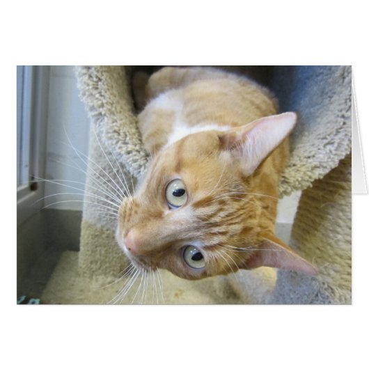 Orange and White Tabby Cat Cards (Front Horizontal)
