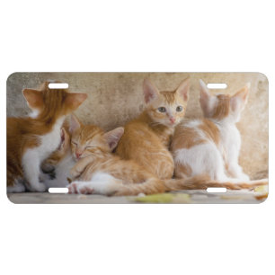 Orange and White Tabby Kitten/Add Your Pet's Photo License Plate