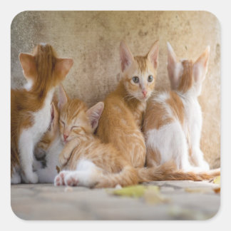 Orange and White Tabby Kitten/Add Your Pet's Photo Square Sticker