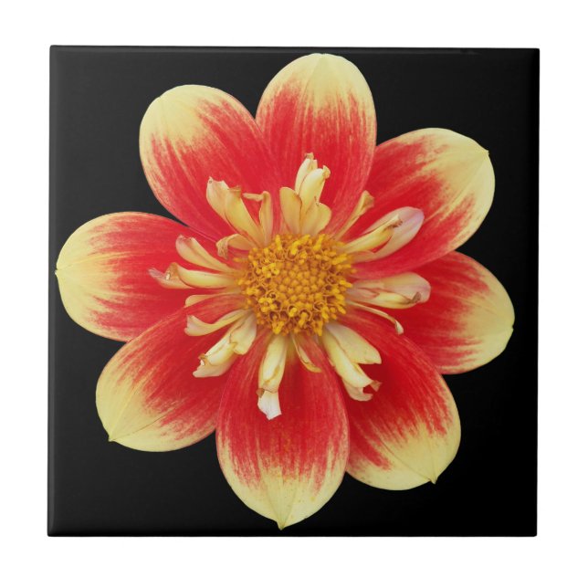 Orange and Yellow Collarette Dahlia Floral Ceramic Tile (Front)