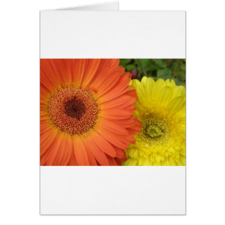 Orange and Yellow Crysanthemum Cards