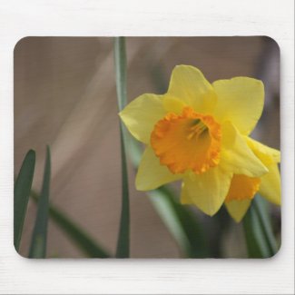 Orange and Yellow Daffodil Blooms in Early Spring Mouse Pads