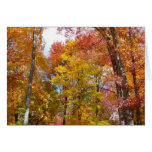 Orange and Yellow Fall Trees Autumn Photography