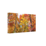 Orange and Yellow Fall Trees Autumn Photography Canvas Print