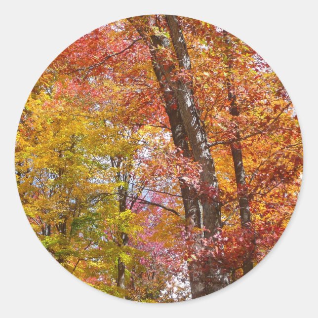 Orange and Yellow Fall Trees Autumn Photography Classic Round Sticker (Front)