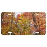 Orange and Yellow Fall Trees Autumn Photography License Plate