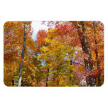 Orange and Yellow Fall Trees Autumn Photography Magnet