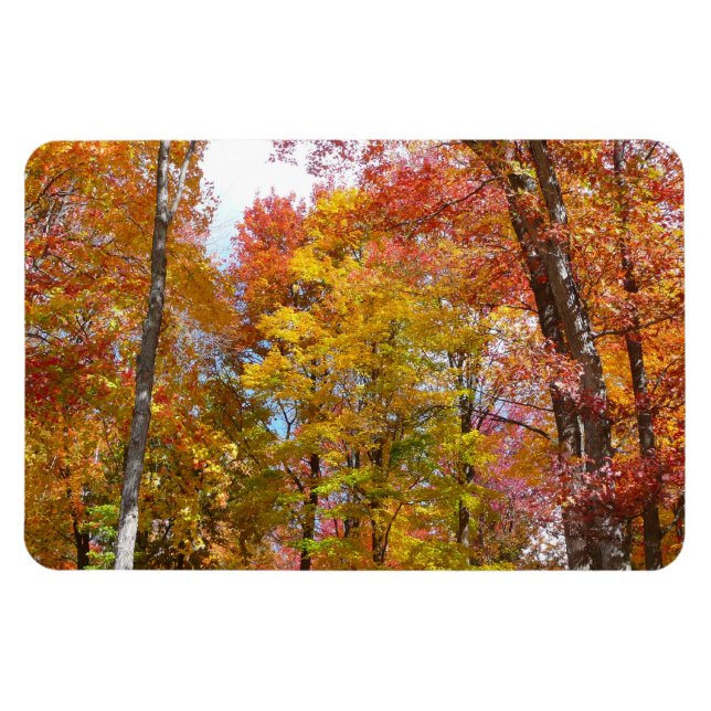 Orange and Yellow Fall Trees Autumn Photography Magnet (Horizontal)
