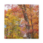 Orange and Yellow Fall Trees Autumn Photography Magnet