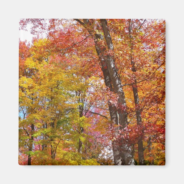 Orange and Yellow Fall Trees Autumn Photography Magnet (Front)