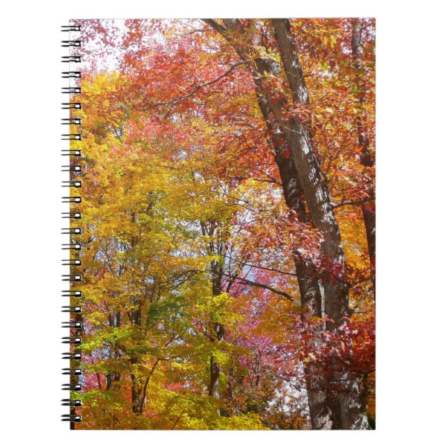 Orange and Yellow Fall Trees Autumn Photography Notebook (Front)