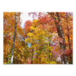 Orange and Yellow Fall Trees Autumn Photography Photo Print