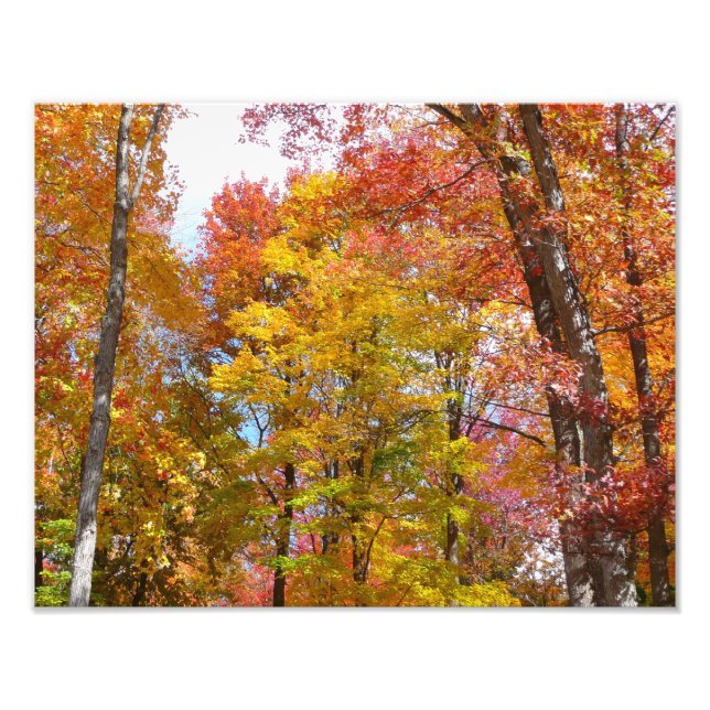 Orange and Yellow Fall Trees Autumn Photography Photo Print (Front)