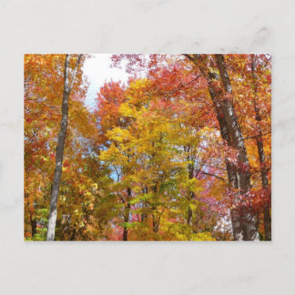 Orange and Yellow Fall Trees Autumn Photography Postcard