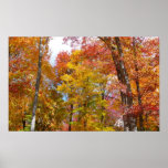 Orange and Yellow Fall Trees Autumn Photography Poster